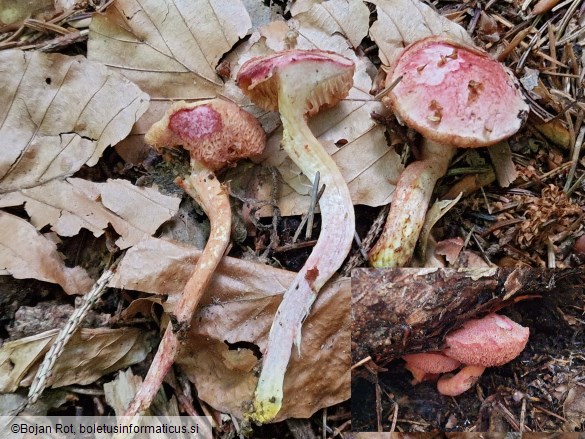 Chalciporus rubinus