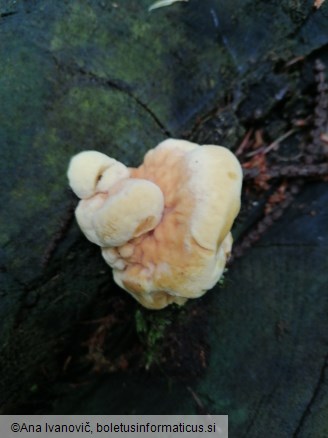 Laetiporus sulphureus