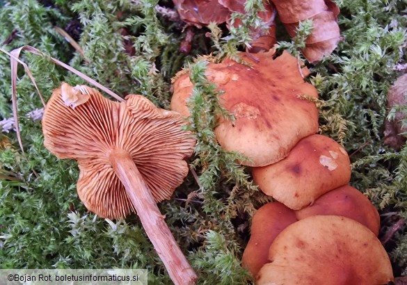 Gymnopilus penetrans
