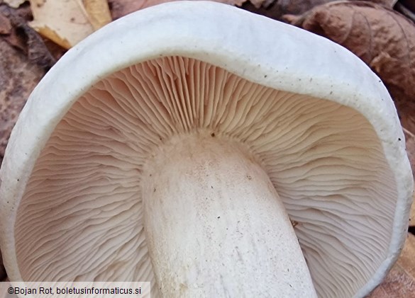 Tricholoma stiparophyllum