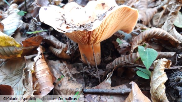 Lactarius deliciosus