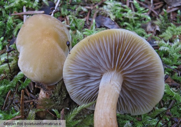 Hypholoma capnoides
