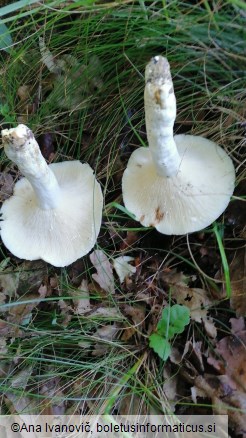 Lactarius piperatus