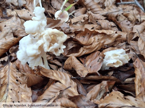 Helvella crispa