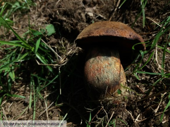 Boletus erythropus