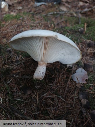 Lentinus tigrinus