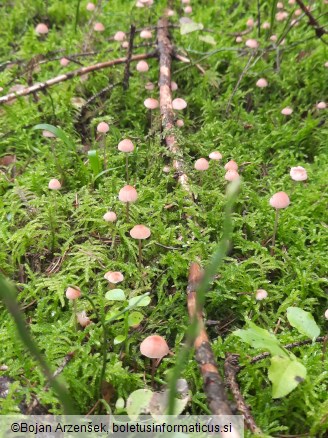 Mycena rosella