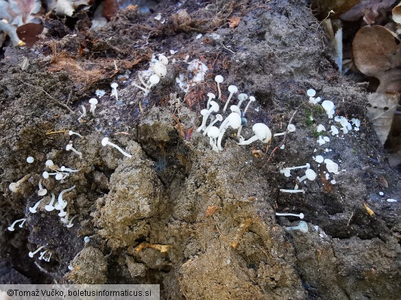 Cudoniella acicularis