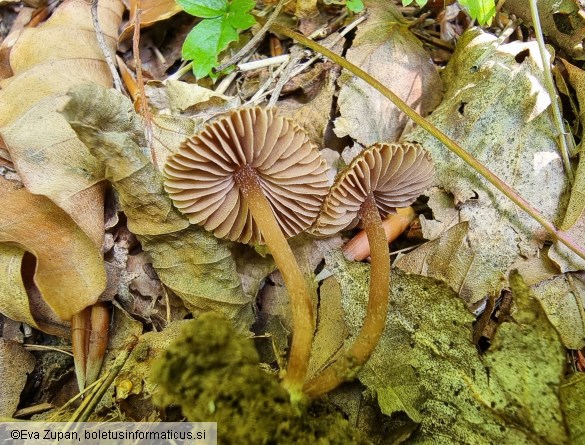 Inocybe calospora