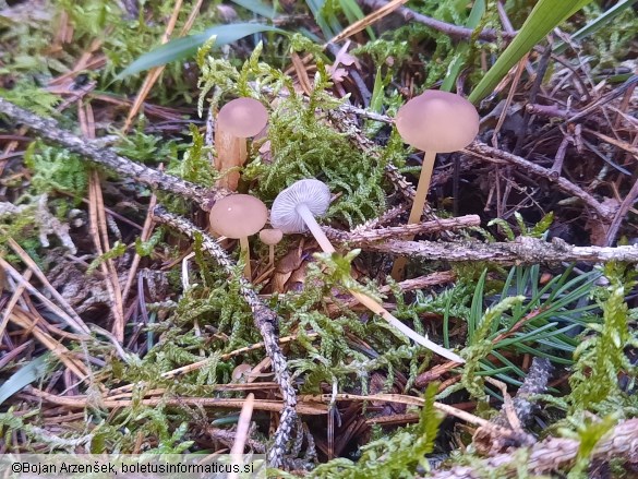Strobilurus esculentus