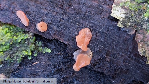 Ditangium cerasi