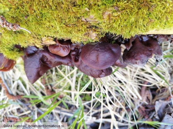 Auricularia auricula-judae