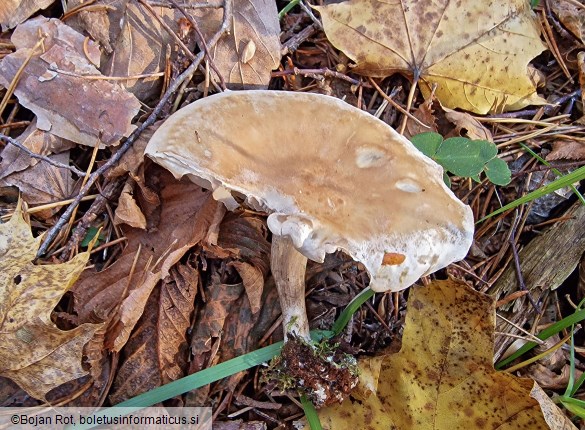 Atractosporocybe inornata