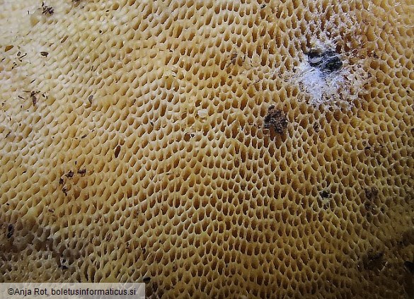 Lentinus brumalis