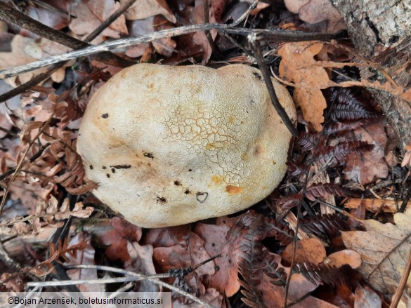 Scleroderma citrinum