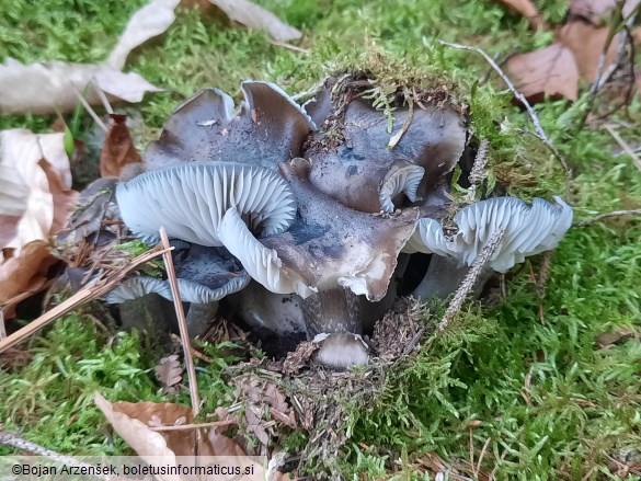 Hygrophorus marzuolus