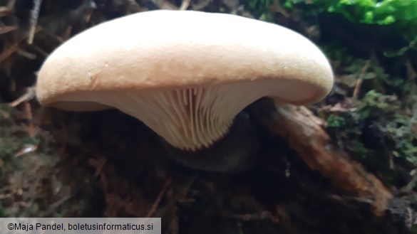 Tapinella atrotomentosa