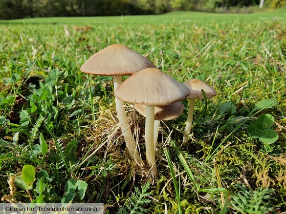 Psathyrella marquana
