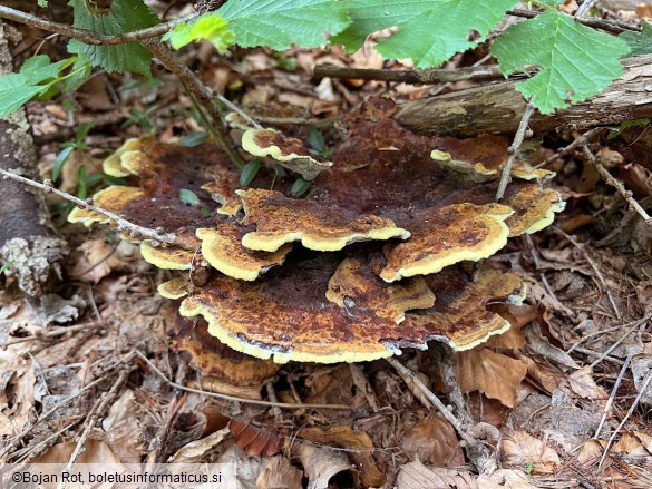 Phaeolus schweinitzii