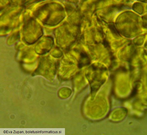 Tulasnella pallida