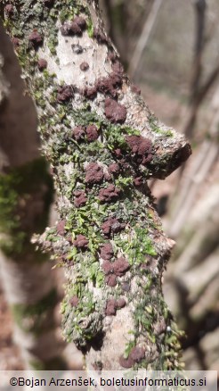 Hypoxylon fuscum