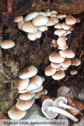 Cyclocybe cylindracea