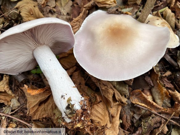Lepista glaucocana