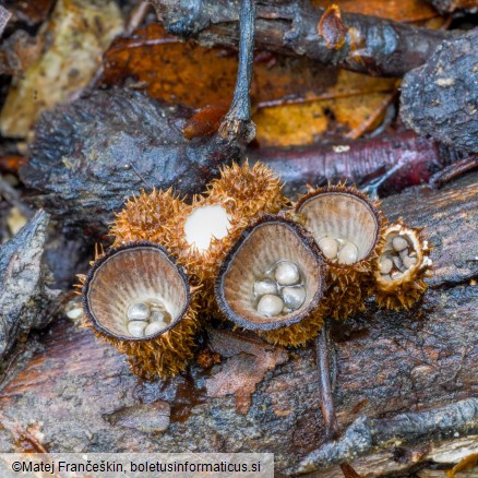 Cyathus striatus