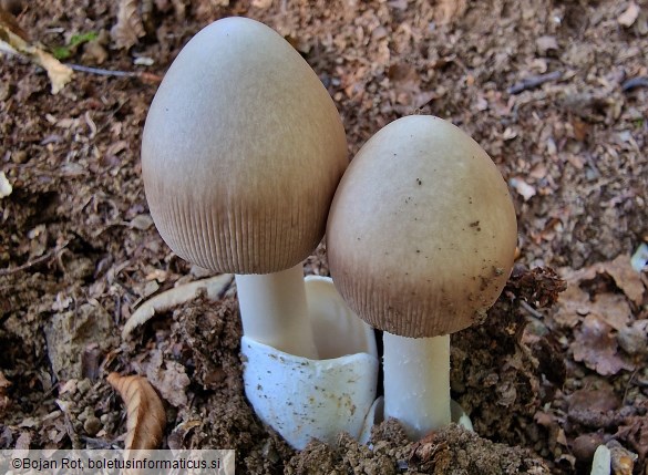 Amanita battarrae