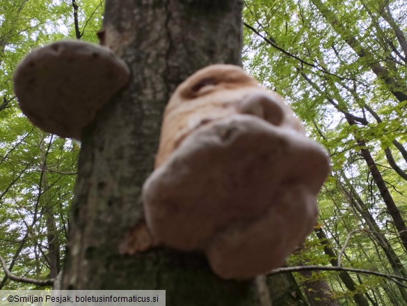 Fomes fomentarius