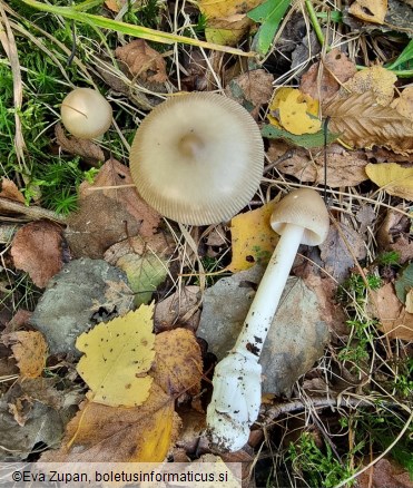 Amanita coryli