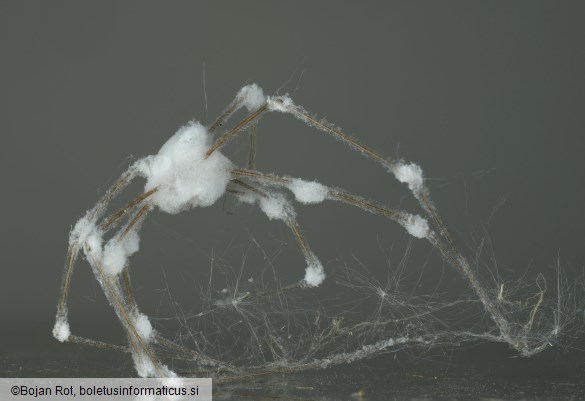 Gibellula pulchra