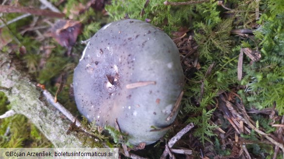 Russula cyanoxantha