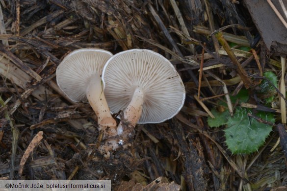Calocybe carnea