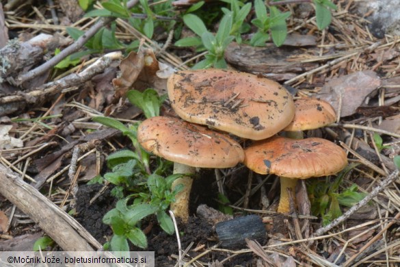 Pholiota carbonaria