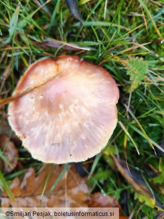 Hygrocybe punicea