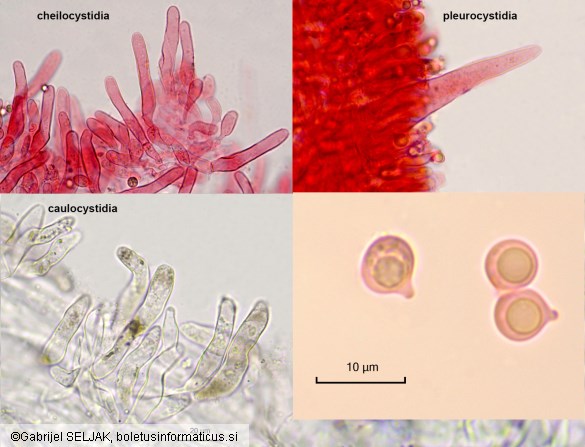 Pseudohydropus floccipes