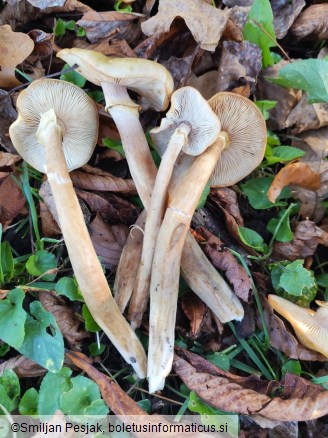 Armillaria mellea