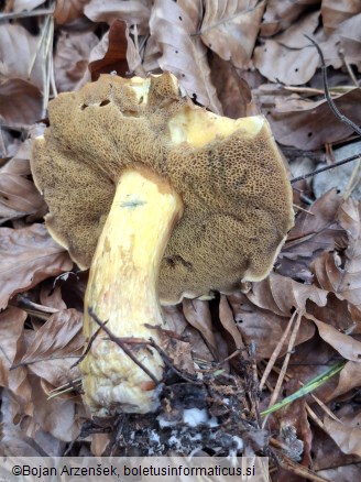Suillus variegatus