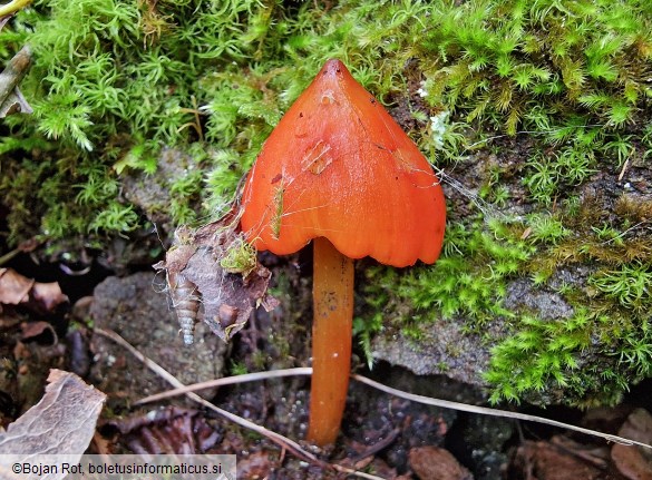 Hygrocybe conica