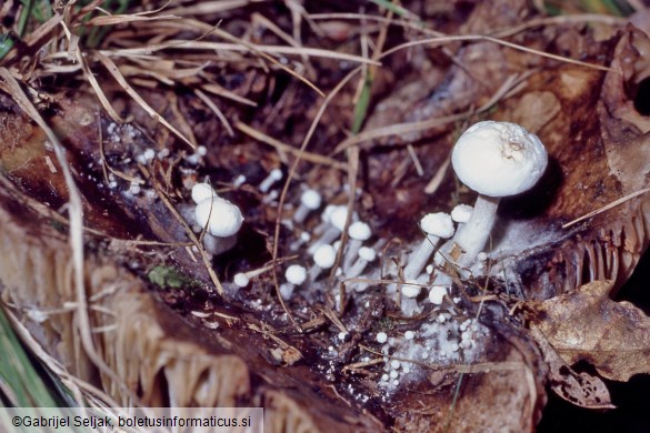 Asterophora parasitica