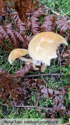 Hypholoma capnoides