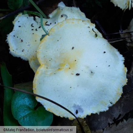 Hygrophorus chrysodon
