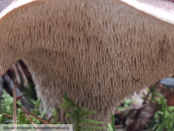Sarcodon imbricatus