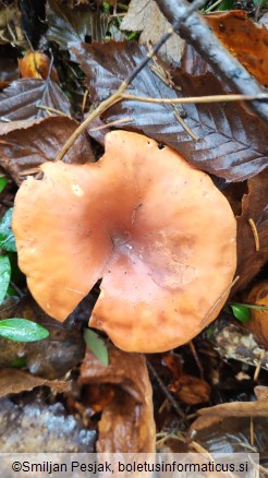 Clitocybe flaccida