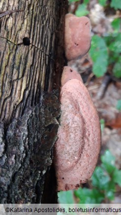 Hapalopilus nidulans