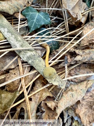 Leotia lubrica