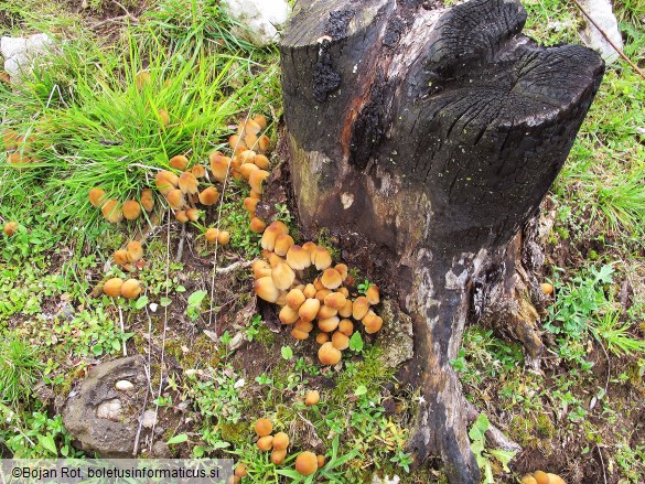 Coprinellus micaceus