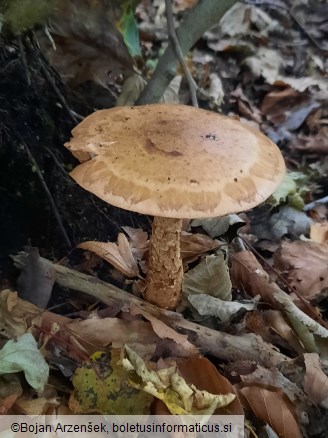 Hebeloma radicosum