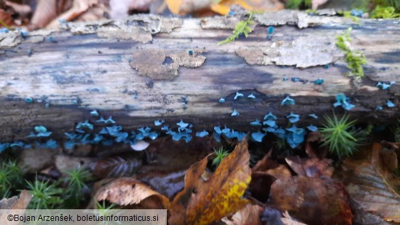 Chlorociboria aeruginascens